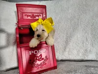 Yellow-medium, a male Goldendoodle for sale in Coleman, TX – 2 of 6