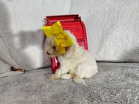 Yellow-medium, a male Goldendoodle for sale in Coleman, TX – 5 of 6