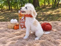 Light pink-medium, a female Goldendoodle for sale in Coleman, TX – 3 of 3