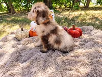 Blue-medium, a male Goldendoodle for sale in Coleman, TX – 3 of 3
