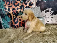 Orange-Standard, a male Goldendoodle for sale in Coleman, TX – 2 of 6