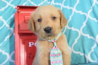 Baby Blue, a male Golden Retriever for sale in Coleman, TX – 3 of 4