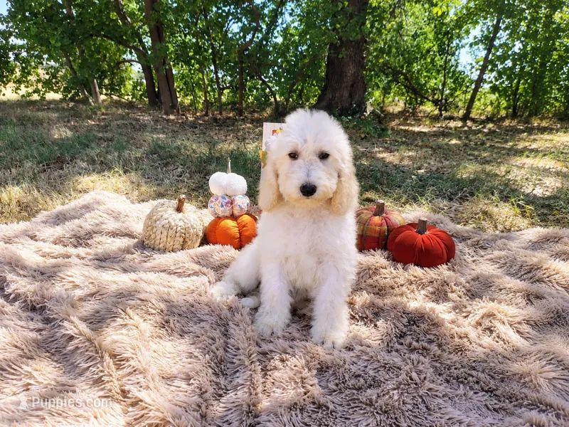 Magenta -medium  – Goldendoodle puppy for sale in Coleman, TX