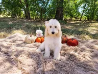 Magenta -medium , a male Goldendoodle for sale in Coleman, TX – 1 of 4