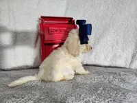 Navy blue-medium, a male Goldendoodle for sale in Coleman, TX – 2 of 5