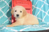 Orange, a male Golden Retriever for sale in Coleman, TX – 2 of 4