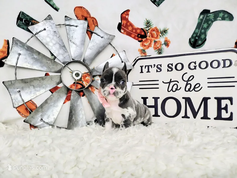 Diamond  – French Bulldog puppy for sale in Coleman, TX
