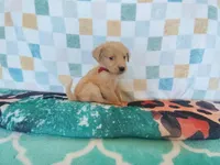 Cinnamon roll, a female Golden Retriever for sale in Coleman, TX – 2 of 6
