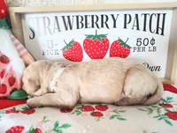 White, a male Golden Retriever for sale in Coleman, TX – 2 of 5