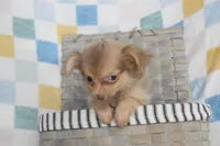 Hot cocoa , a male Chihuahua for sale in Weatherford, TX – 5 of 7