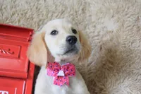 Maroon, a female Golden Retriever for sale in Coleman, TX – 5 of 10