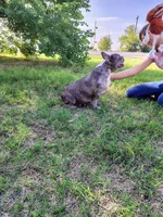 Elsa, a female French Bulldog for sale in Coleman, TX – 4 of 4
