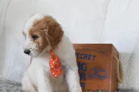 Green, a male Miniature Goldendoodle for sale in Coleman, TX – 4 of 6