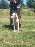 Milo, a male Poodle - Standard  for sale in Coleman, TX – 8 of 9