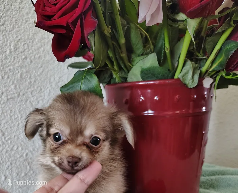 Teal – Chihuahua puppy for sale in Coleman, TX