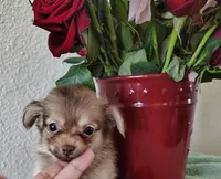 Hot cocoa , a male Chihuahua for sale in Coleman, TX – 1 of 8