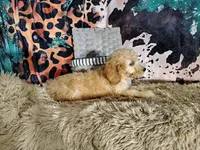 Orange-Standard, a male Goldendoodle for sale in Coleman, TX – 4 of 6