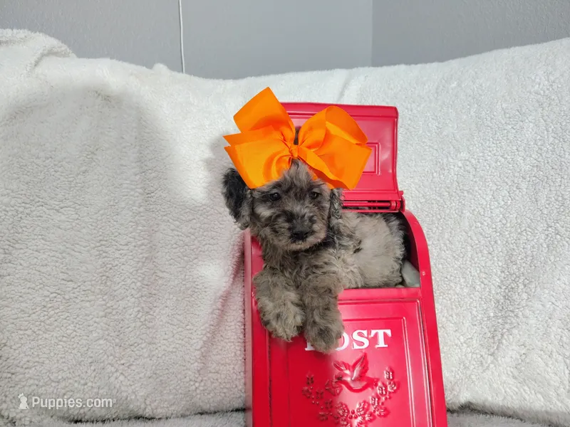 Orange -medium – Goldendoodle puppy for sale in Coleman, TX