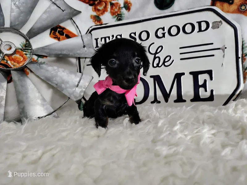 Long Hair- Nutella – Miniature Dachshund puppy for sale in Coleman, TX