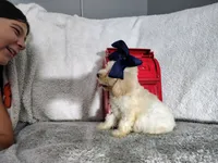 Navy blue-medium, a male Goldendoodle for sale in Coleman, TX – 4 of 5