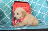 Orange, a female Golden Retriever for sale in Coleman, TX – 5 of 6