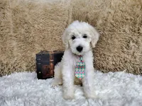 Green, a male Goldendoodle for sale in Coleman, TX – 5 of 7