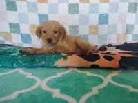Macaroon, a female Golden Retriever for sale in Coleman, TX – 2 of 4