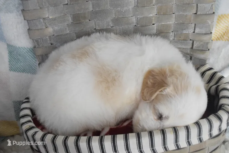 Baby blue – Goldendoodle puppy for sale in Coleman, TX