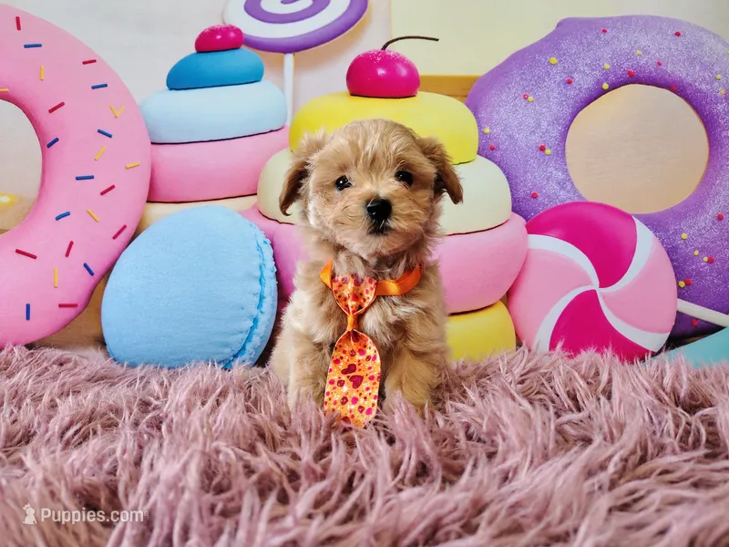 Tucker – Havapoo puppy for sale in Coleman, TX