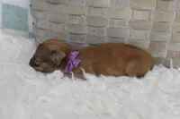 Purple , a female Chihuahua for sale in Coleman, TX – 4 of 5