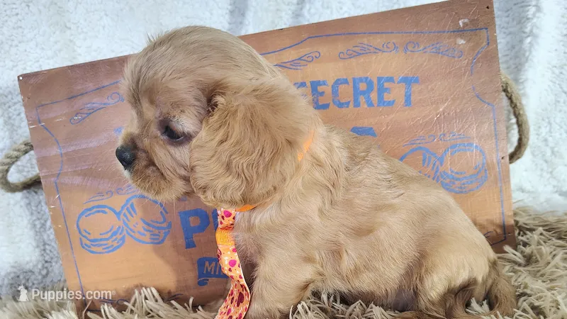 Orange – Cavalier King Charles Spaniel puppy for sale in Coleman, TX