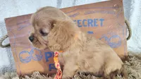 Orange, a male Cavalier King Charles Spaniel for sale in Coleman, TX – 1 of 3