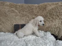 Magenta , a female Goldendoodle for sale in Coleman, TX – 5 of 6