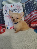 Dark blue, a male Chihuahua for sale in Coleman, TX – 8 of 9