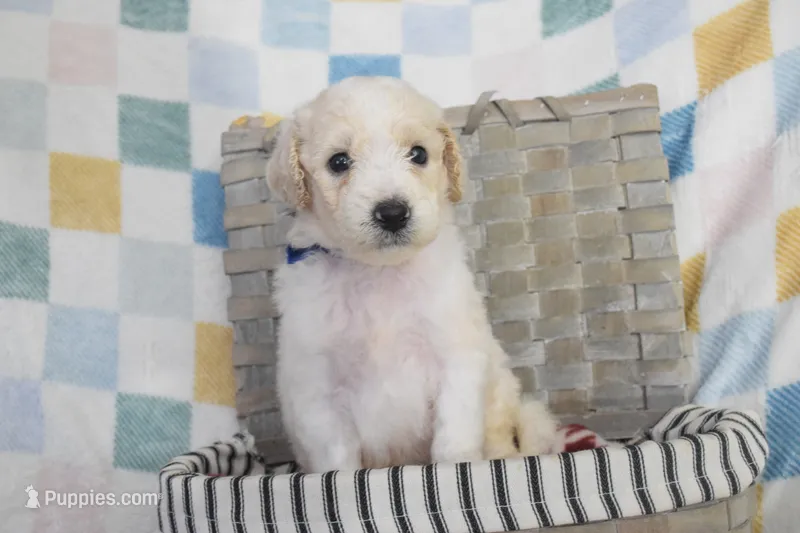Blue – Goldendoodle puppy for sale in Coleman, TX