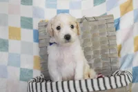 Blue, a male Goldendoodle for sale in Coleman, TX – 1 of 7
