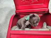 Sapphire , a male French Bulldog for sale in Coleman, TX – 3 of 4