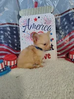 Dark blue, a male Chihuahua for sale in Coleman, TX – 4 of 9