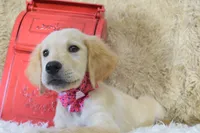 Maroon, a female Golden Retriever for sale in Coleman, TX – 4 of 10