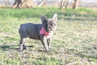 Princess, a female French Bulldog for sale in Coleman, TX – Photo 1 of 3