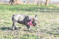 Princess, a female French Bulldog for sale in Coleman, TX – Photo 3 of 3