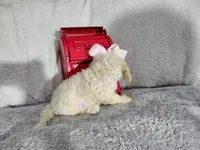 Light pink-medium, a female Goldendoodle for sale in Coleman, TX – 5 of 5