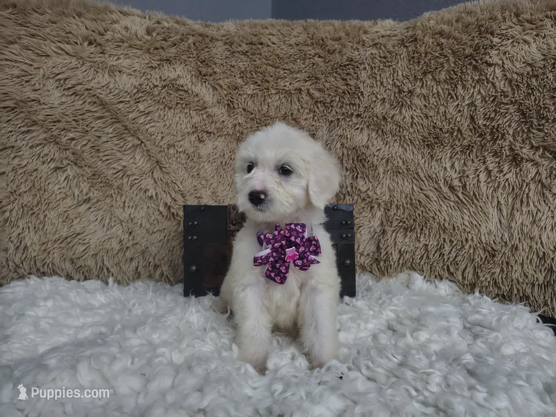 Purple – Goldendoodle puppy for sale in Coleman, TX