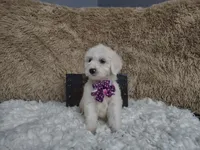 Purple, a female Goldendoodle for sale in Coleman, TX – 1 of 5