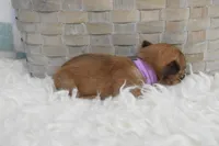 Purple , a female Chihuahua for sale in Coleman, TX – 3 of 5