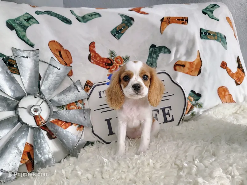 Black  – Cavalier King Charles Spaniel puppy for sale in Coleman, TX