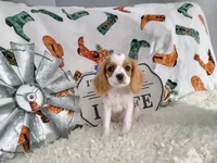 Black , a male Cavalier King Charles Spaniel for sale in Coleman, TX – 1 of 4