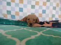 Macaroon, a female Golden Retriever for sale in Coleman, TX – 4 of 4