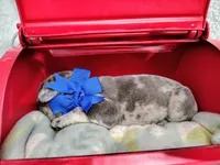 Emerald, a male French Bulldog for sale in Coleman, TX – 4 of 4