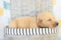 Brown, a male Golden Retriever for sale in Weatherford, TX – 2 of 3
